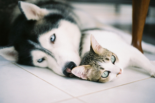 Cats and Dogs: Can we be friends?
