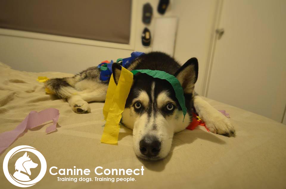 Canine Connect Gift Cards