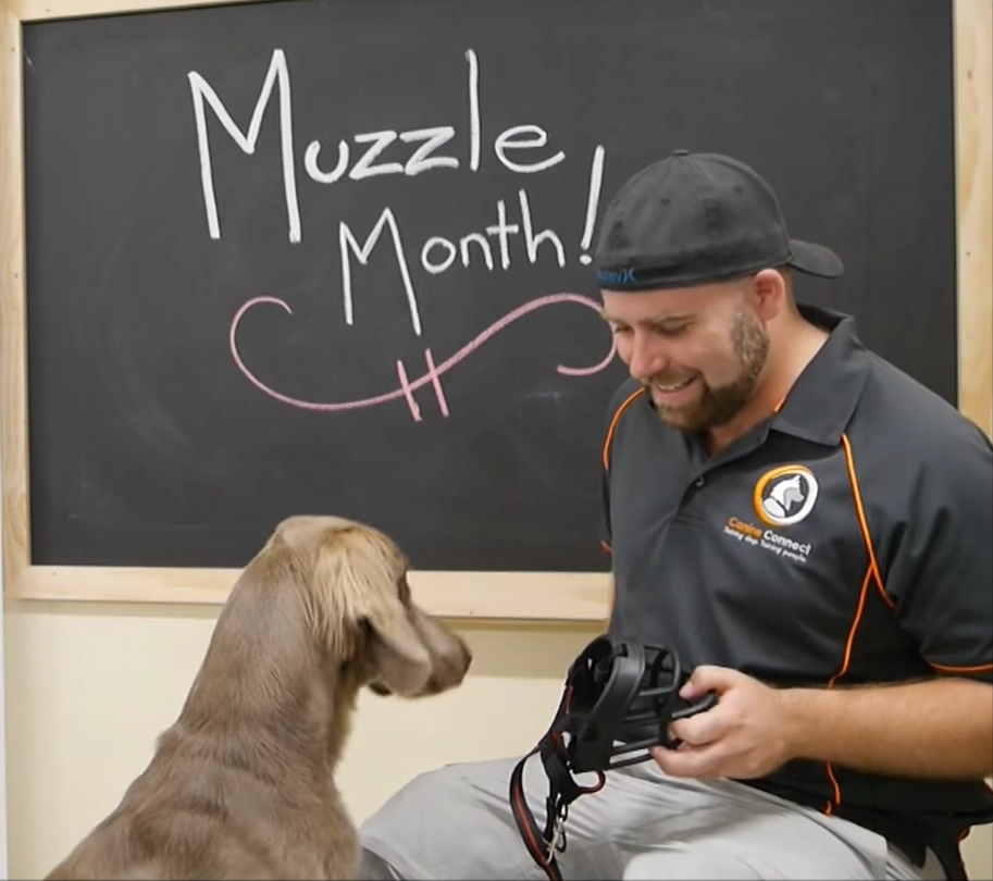 A beginners guide to muzzle training